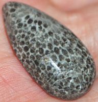 Cabochon L-1828 – Schwarze Fossil Koralle 28x15mm
