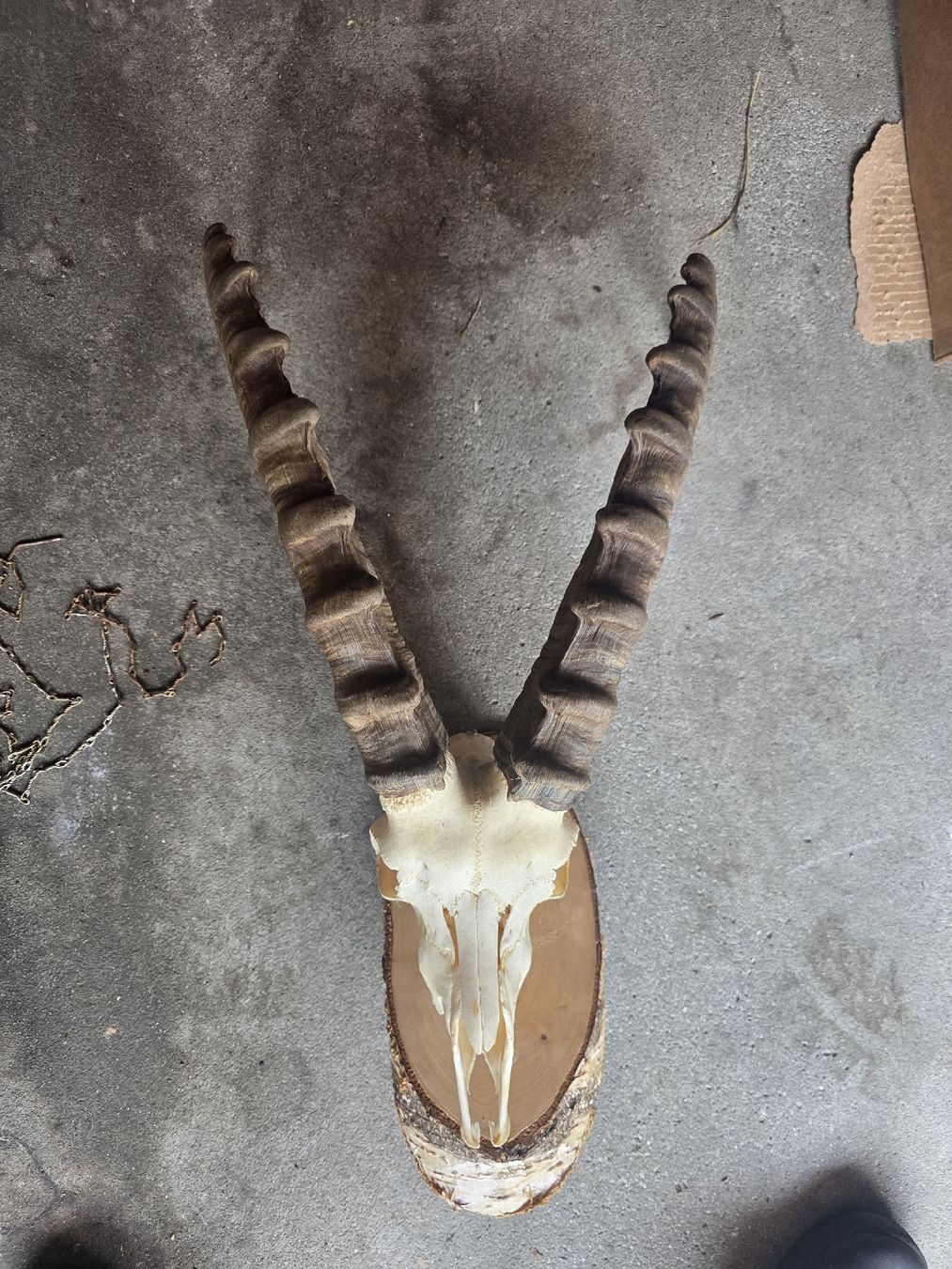 Altre raccolte & rarità: Steinbock Schädel – Usato da Hasle LU venduto da Auctions_Hunters