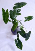 Philodendron Burle Marx.*Mit LECHUZA Topf *****