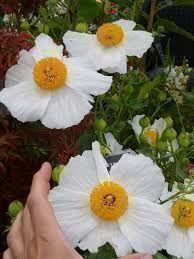 Piante & sementi: Arbre à pavot géant Romneya coulteri 10g – Nuovo (secondo la descrizione) da Bremblens venduto da FIBONACCI369 1