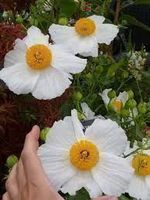 Arbre à pavot géant Romneya coulteri  3 BOUTURES