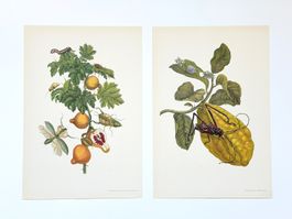 Maria Sibylla Merian – 17 Bildtafeln komplett – 1964