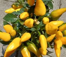 Ab 5.- fr 10  Samen SCHARFE GELBE Chili‪