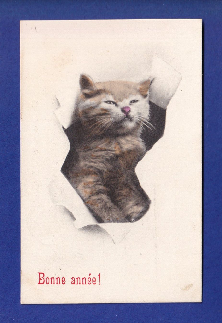 Cartoline postali: CHAT - Bonne Année – Usato da Pully venduto da nicecards-shop