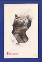CHAT - Bonne Année