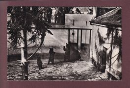 BERN - Bärengraben - 1947