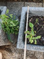 Beton Trog für Hochbeet oder Brunnen