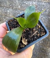 Sansevieria Langue belle-mère variété non identifiee