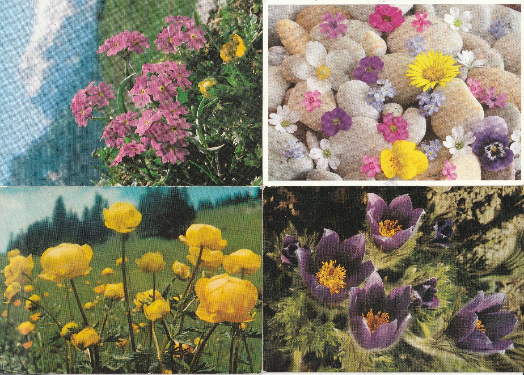 Ansichtskarten: 40 Blumenkarten – Gebraucht aus Lumbrein von made02 2