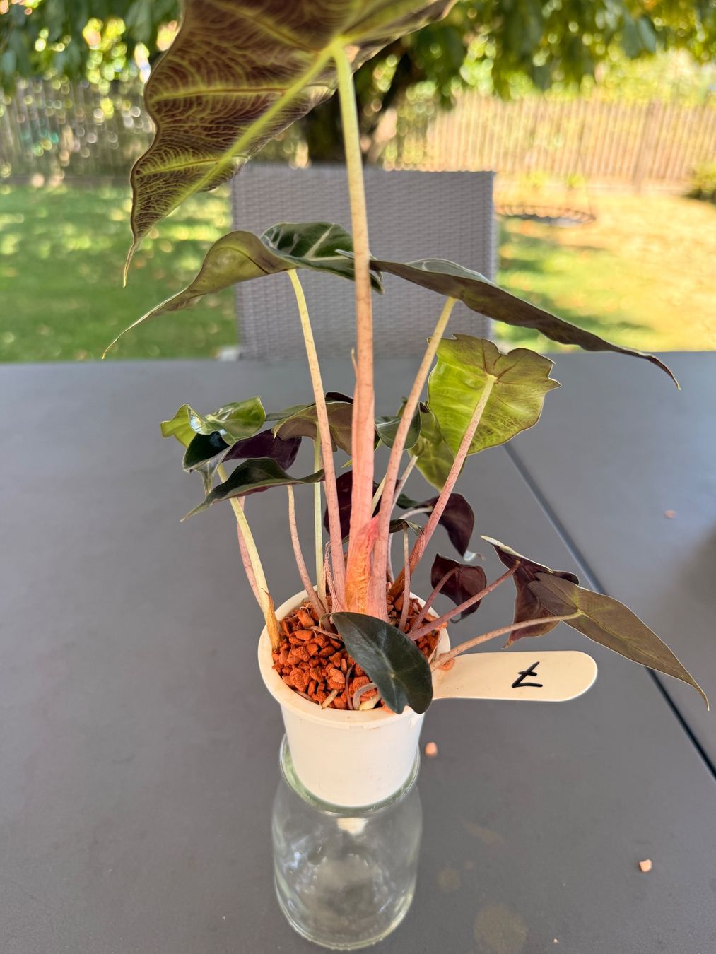 Pflanzen & Samen: Alocasia Amazonica Dwarf – Gebraucht aus Rafz von jca_98p5 1