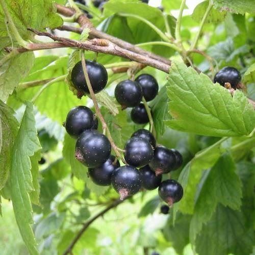 Piante & sementi: Cassissier 'Andega' AUTOFERTILE 3x – Nuovo e nell'imballaggio originale da Bremblens venduto da FIBONACCI369