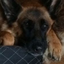 Profile image of Meister-NFZ