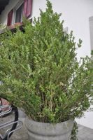 2 Stk. Buchsbaum Pflanze in grossem Steintopf guter Zustand