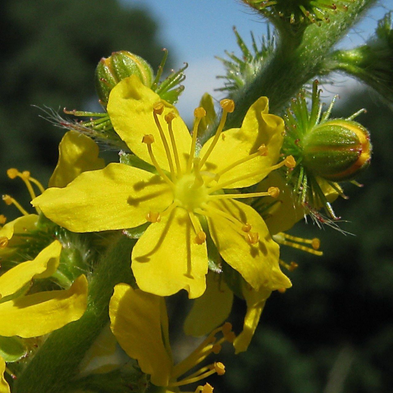 Pflanzen & Samen: 50 Samen Agrimonia Eupatoria – Neu (gemäss Beschreibung) aus Ehrendingen von VerveinaSamen 4