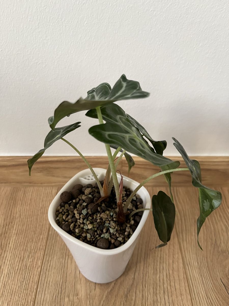Piante & sementi: Alocasia Venom  – Usato da Basel venduto da philuftikuss 2