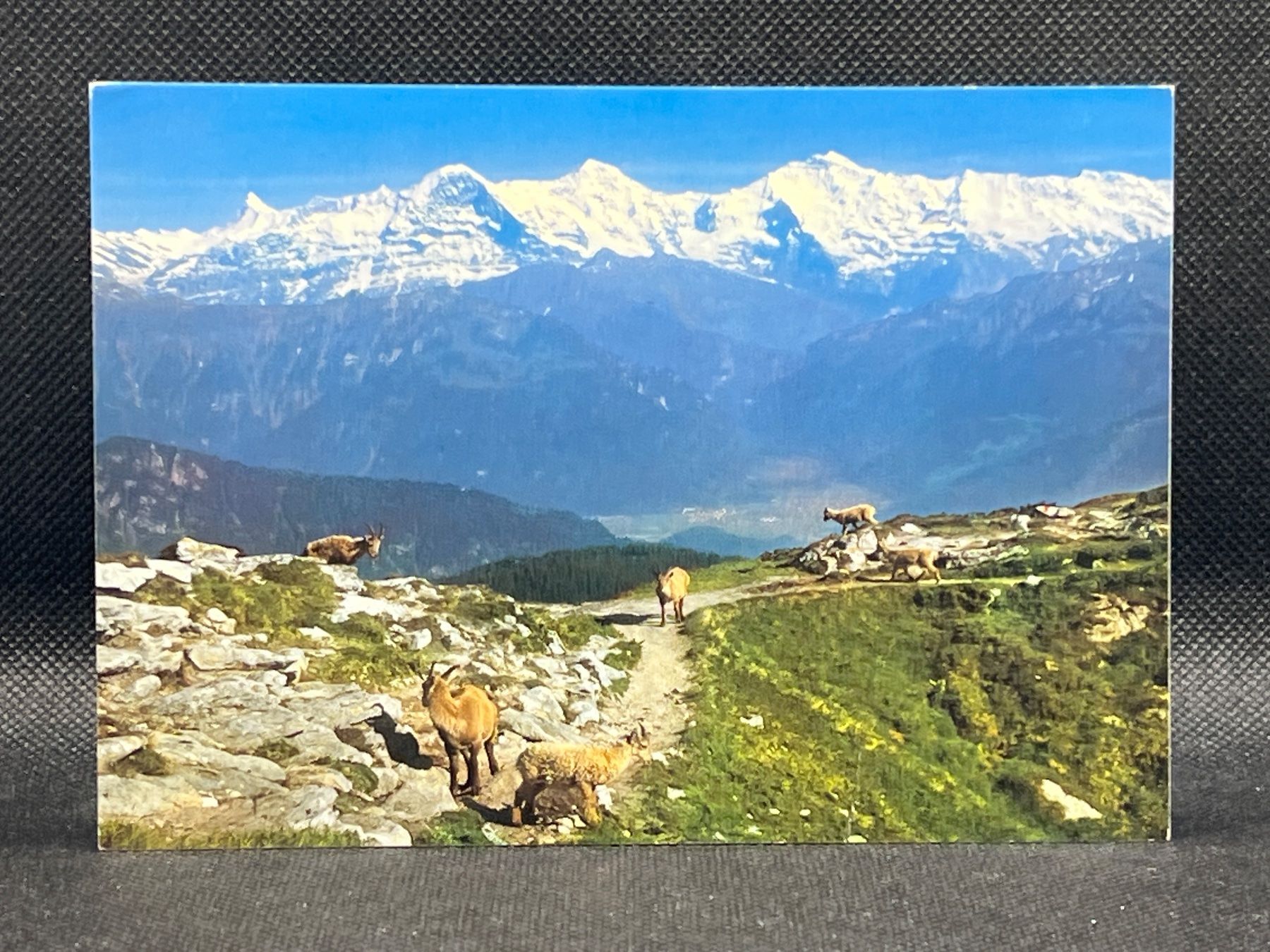 Cartoline postali: Steinwild auf dem Gemmenalphorn ob Beatenberg – Usato da Widnau venduto da Brusi9