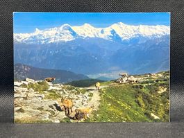 Steinwild auf dem Gemmenalphorn ob Beatenberg