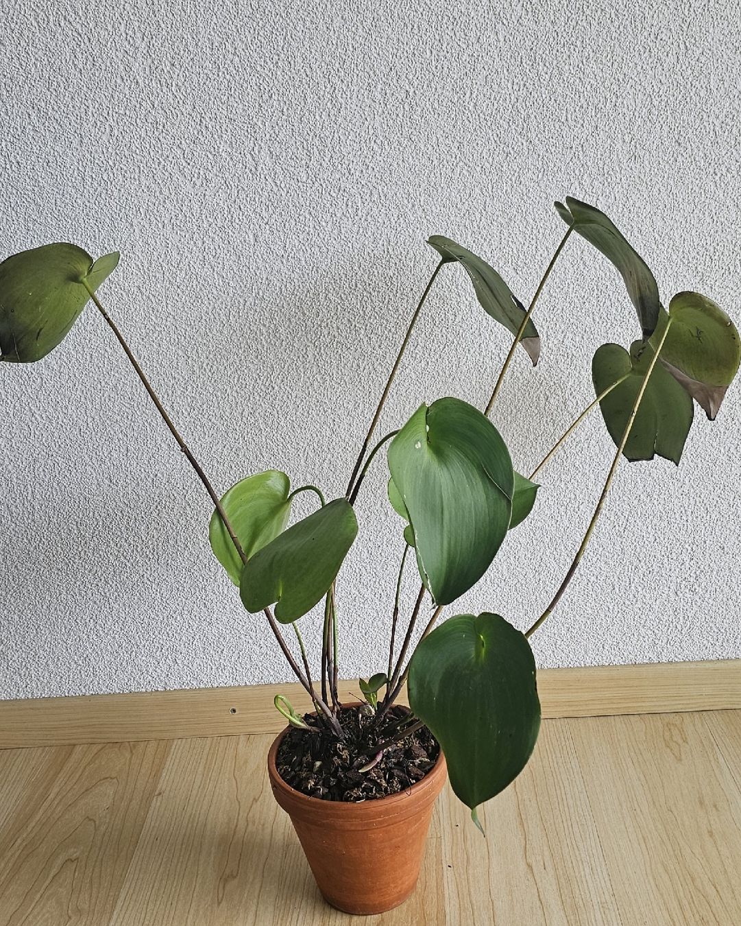 Piante & sementi: Orchidee Pleurothallis marthae – Usato da Jona venduto da Smurnaya 3