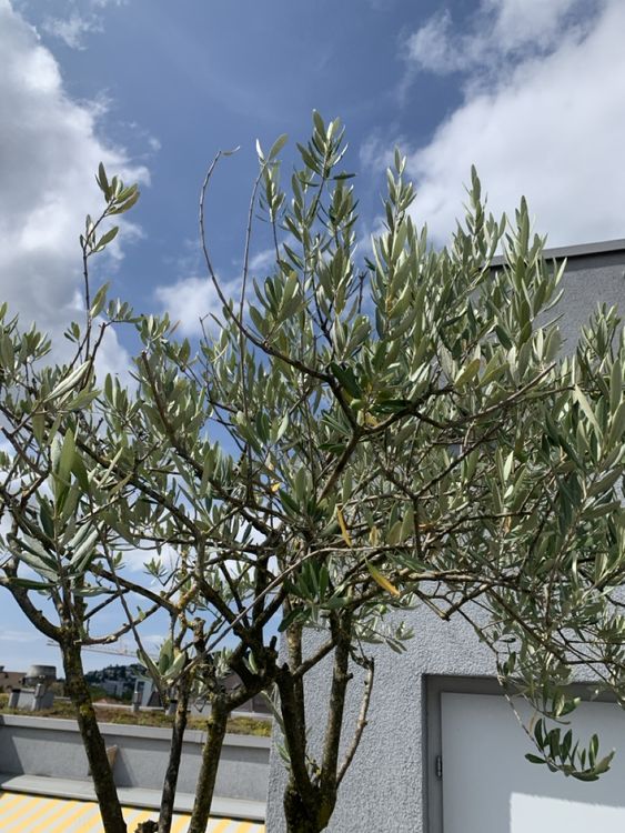 Wunderschöner Olivenbaum für Terrasse/Garten Kaufen auf Ricardo