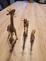 Zu Verkaufen Giraffen Familie