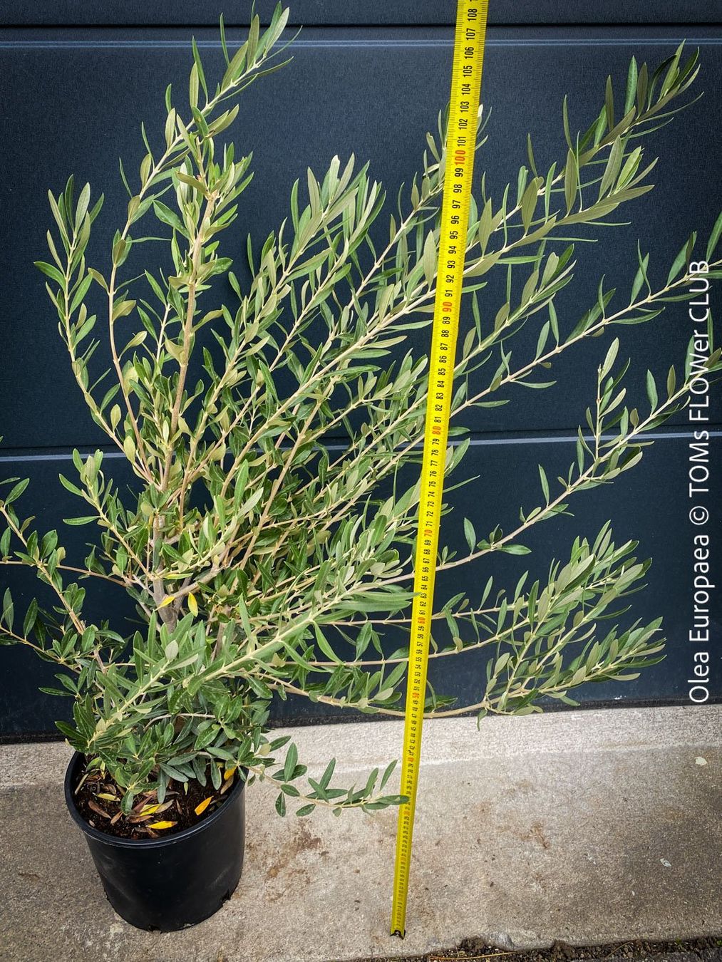 Piante & sementi: Olivenbaum - OLEA EUROPAEA - schönes Bäumchen – Nuovo e nell'imballaggio originale da Adliswil venduto da MarkyForest 3