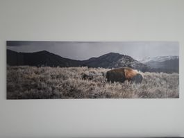 Bison Landschafts-Bild / Fotografie 