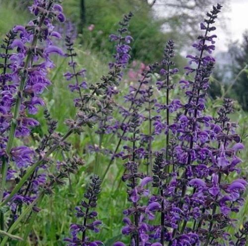 Piante & sementi: 500 Samen Wiesensalbei Staude Blume – Nuovo (secondo la descrizione) da Ehrendingen venduto da VerveinaSamen 1
