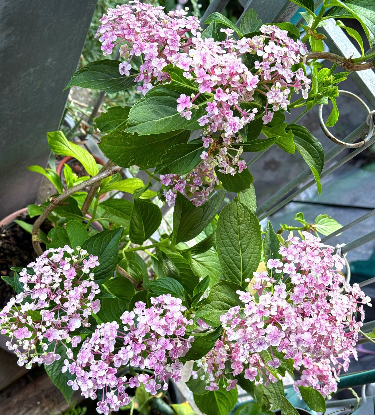 Piante & sementi: Flieder-Hortensie / Hydrangea macrophylla 'Ayesha` – Nuovo (secondo la descrizione) da Dübendorf venduto da Orchid18