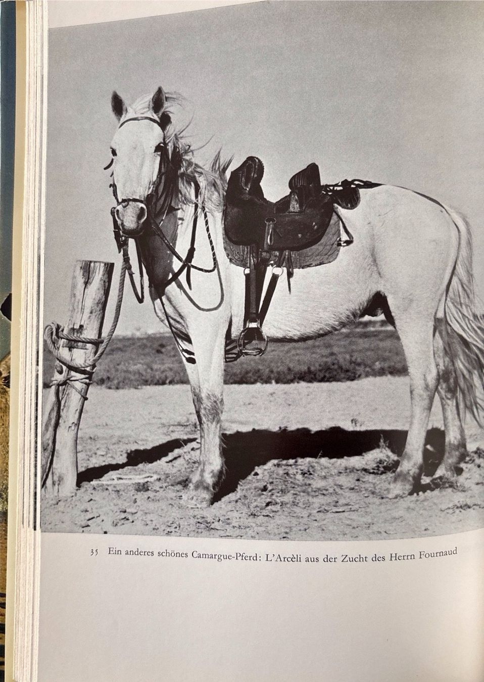 Libri: Die weissen Pferde der Camargue – Usato da Sarnen venduto da Livres 6
