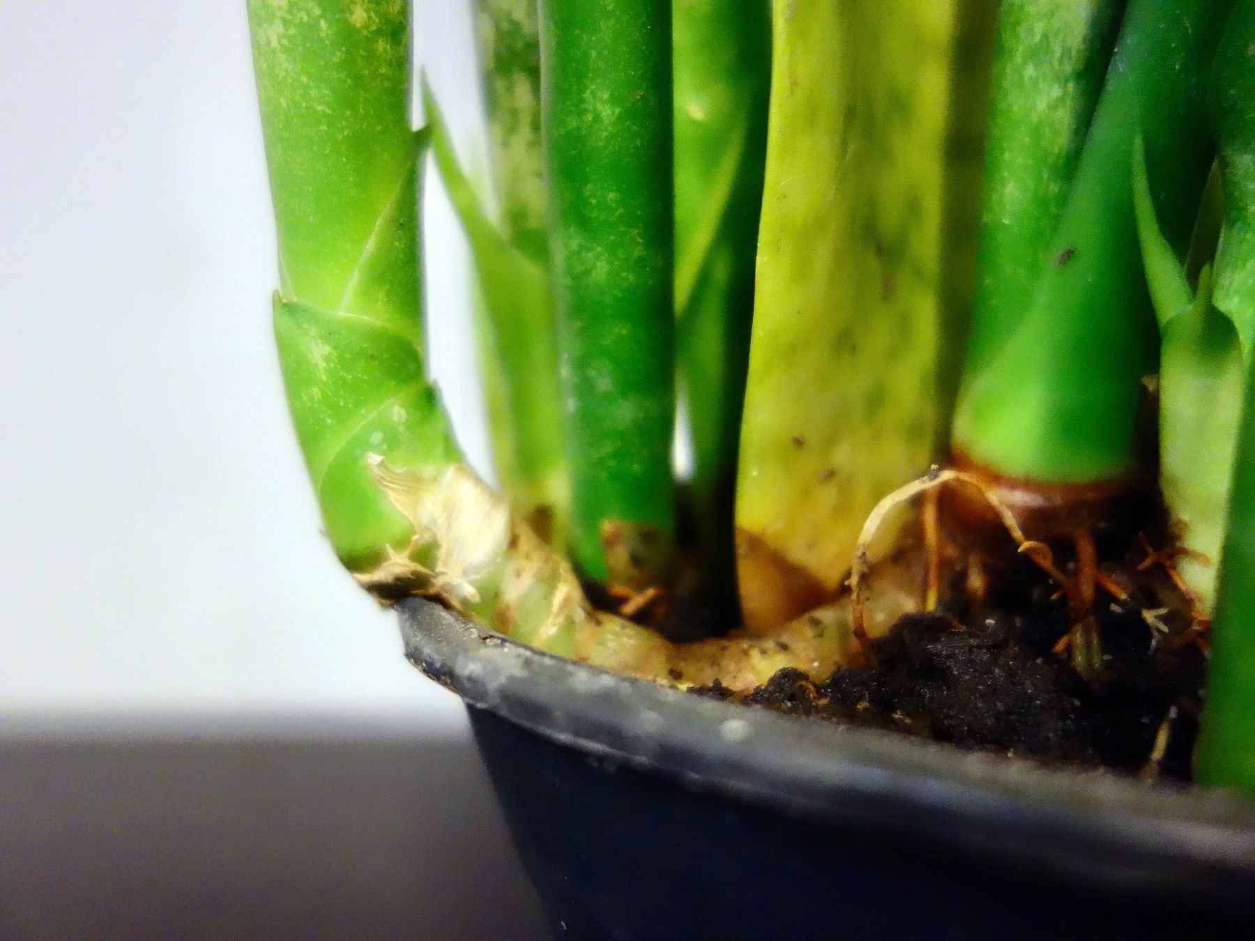 Piante & sementi: Bogenhanf Sansevieria Trifasciata – Nuovo (secondo la descrizione) da Kerzers venduto da zimmergruener 7