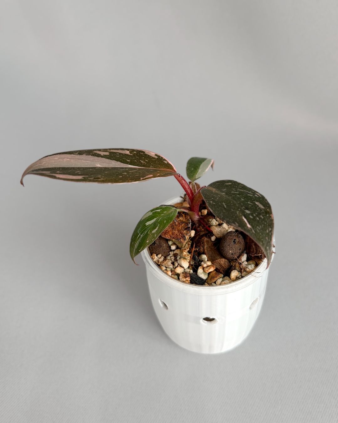 Plantes & graines: Philodendron Pink Princess – Neuf (Voir description) à Seuzach par ani_ma 1