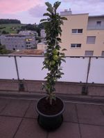 Säulenapfelbaum Rondo