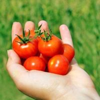 TOMATE GLACIER (résistante au froid) 10g