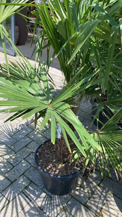 Kleine Palme 50 Kaufen auf Ricardo