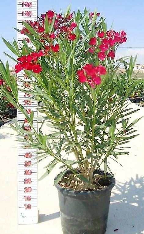 Pflanzen & Samen: 140 cm OLEANDER ROJO C30-15L – Neu und originalverpackt aus Zuckenriet von Thur_Plant