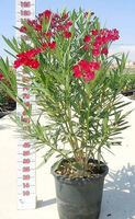 140 cm OLEANDER ROJO C30-15L