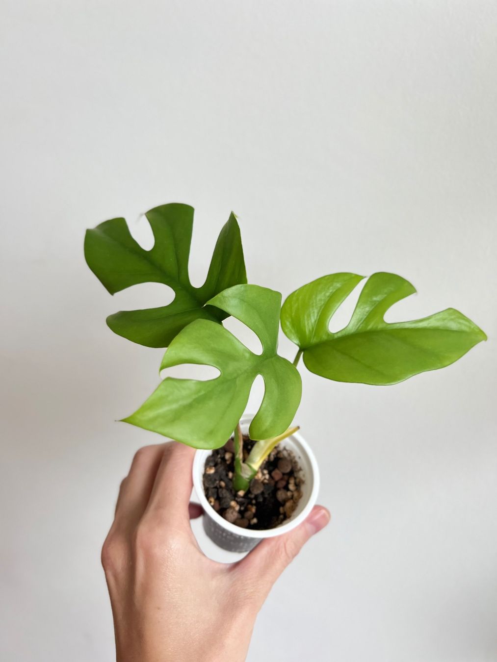 Piante & sementi: Monstera minima💚 – Usato da Glattpark(Opfikon) venduto da ste_n99y 5