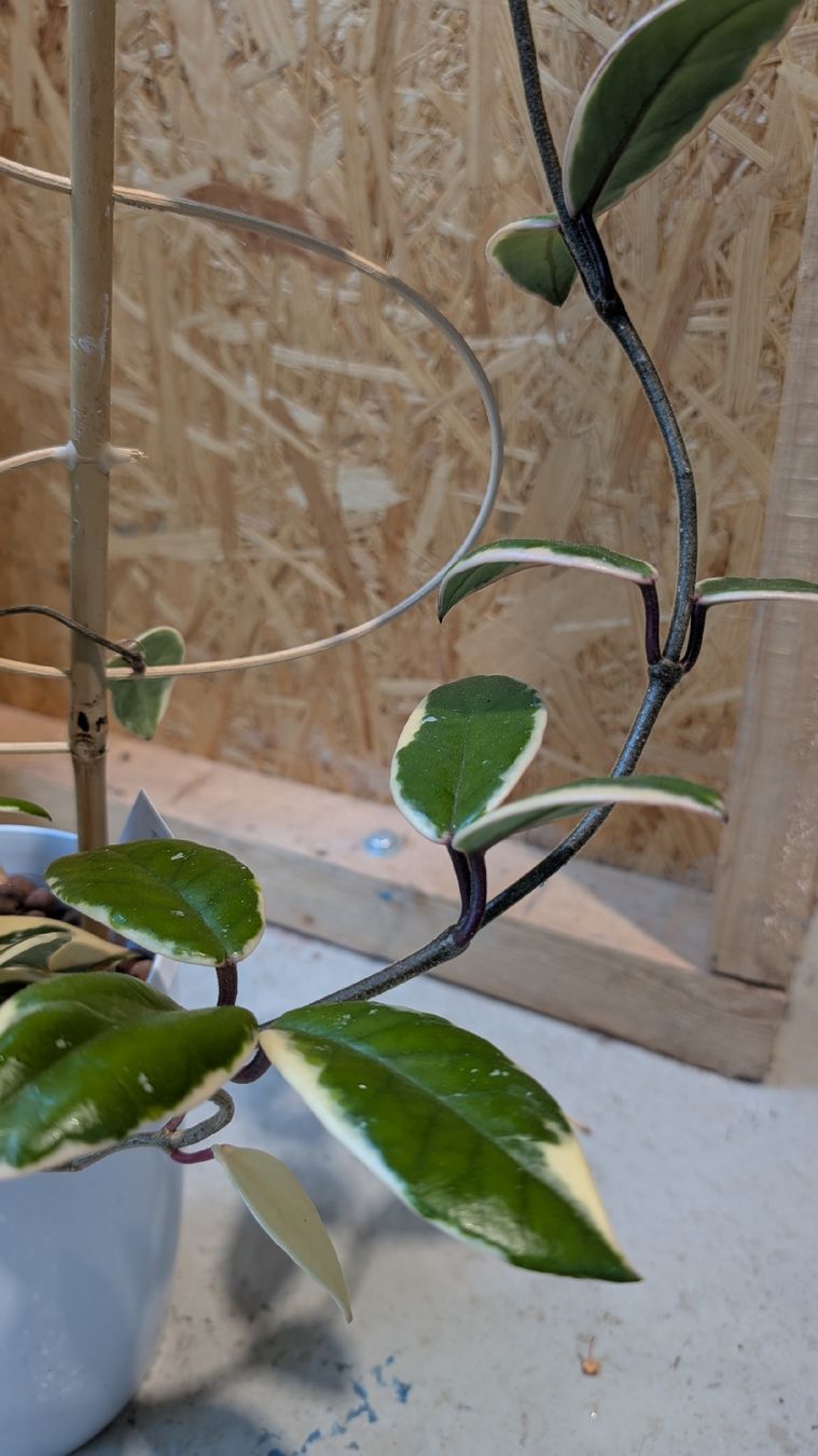 Piante & sementi: Hoya Flamingo Dream – Usato da Untervaz venduto da Lyraia 2