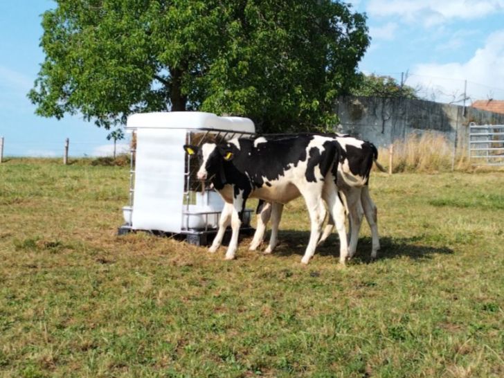 Altro in Accessori per animali: Futterraufe aus IBC Tank – Nuovo (secondo la descrizione) da Wichtrach venduto da Gfeui87 5