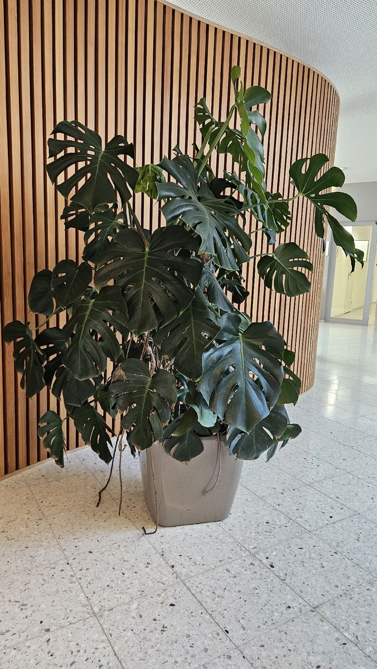 Piante & sementi: Monstera Zimmerpflanze – Usato da Embrach venduto da User0816