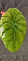 🤩Alocasia Dragon Scale Aurea Variegata Babyplant 
