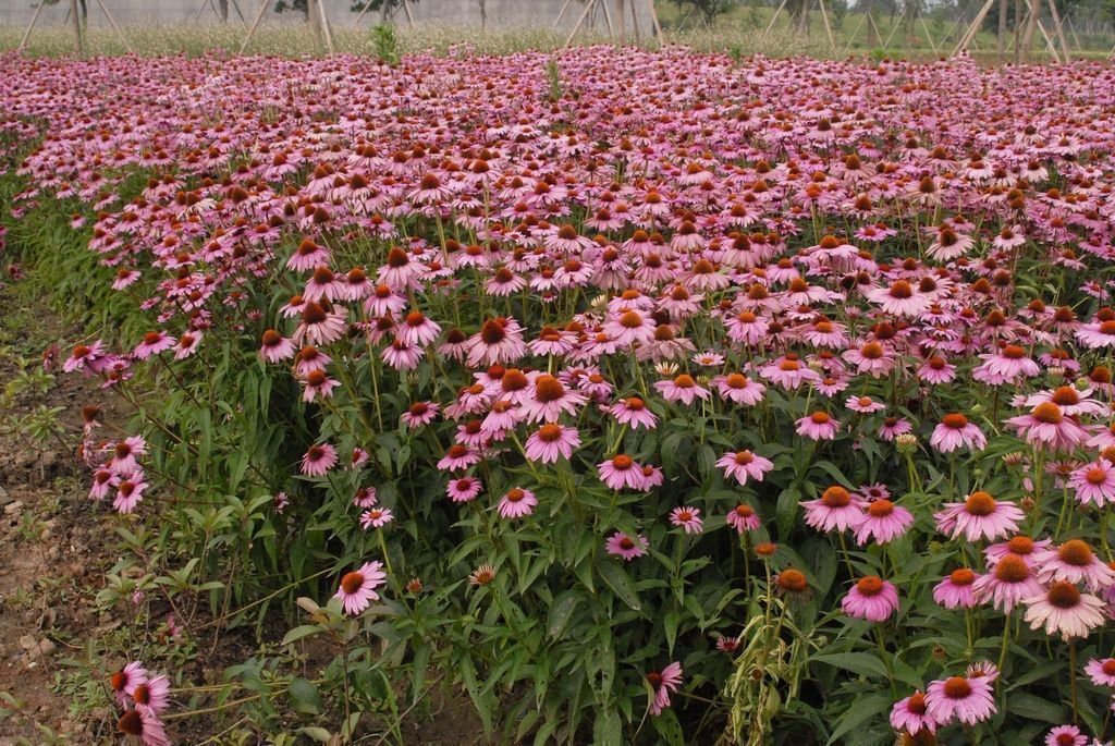 Piante & sementi: 100 Samen ECHINACEA Purpurea Staude – Nuovo (secondo la descrizione) da Ehrendingen venduto da VerveinaSamen 2