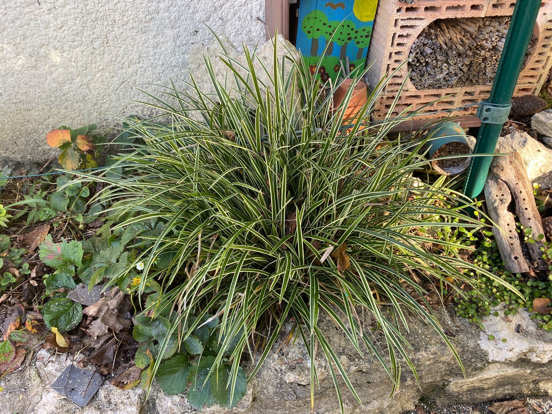 Plantes & graines: Graminée environ 40cm de haut carex panache – D'occasion à Lajoux JU par Briard0 1