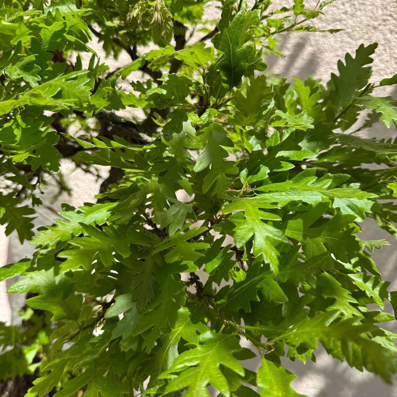 Piante & sementi: Ziereiche Bonsai – Usato da Rümlang venduto da Gruseh.ch 3
