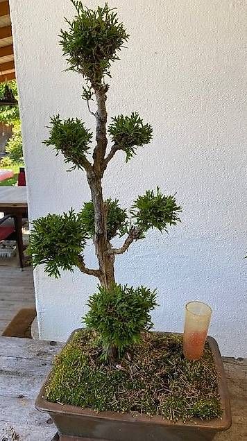 Piante & sementi: Zypressen-Bonsai – Usato da Wattenwil venduto da topcash4you