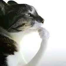 Profile image of Shlumbis