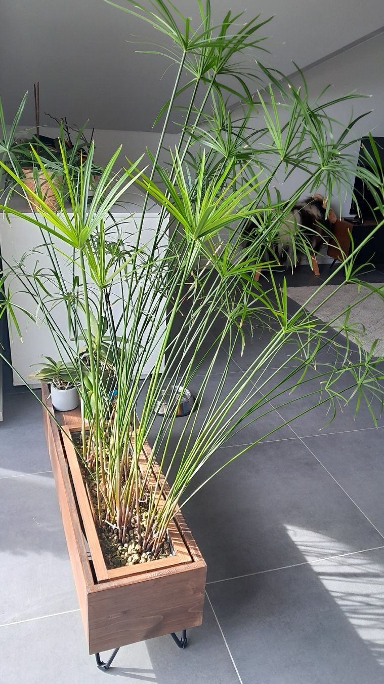 Piante & sementi: Cyperus alternifolius – Nuovo (secondo la descrizione) da Poliez-Pittet venduto da wilmout3