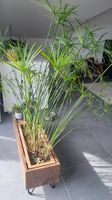 Cyperus alternifolius