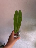 Alocasia Longiloba - ab CHF 1.-🪴