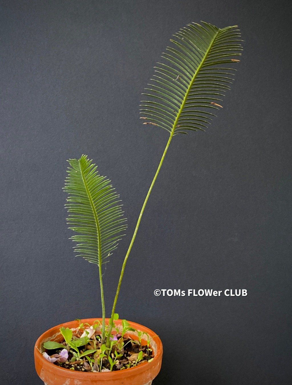 Piante & sementi: Dioon Edule - mexikanischer Doppelpalmfarn - Einzelstücke – Nuovo e nell'imballaggio originale da Adliswil venduto da MarkyForest 8